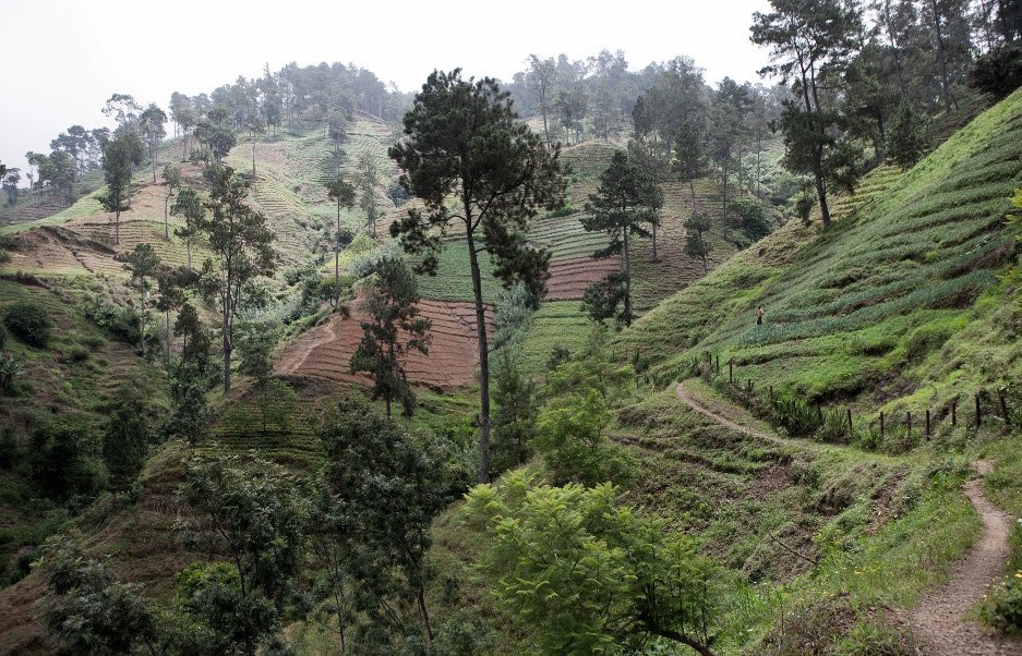 Pic la Selle, La Visite National Park, Ouest Dept., Haiti